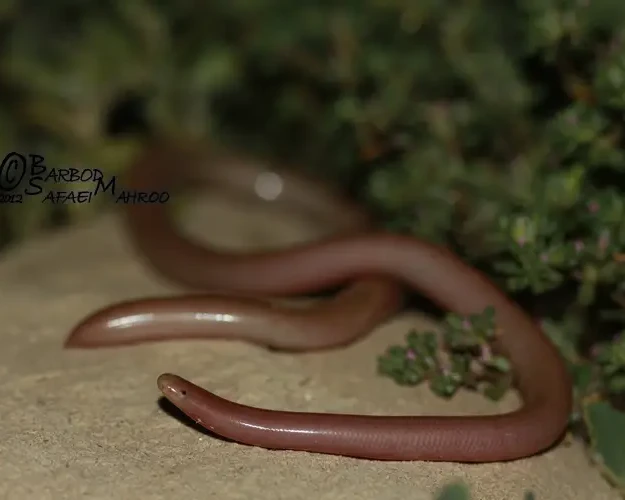 Iranian worm snake