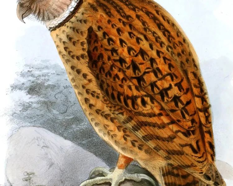 Golden masked owl