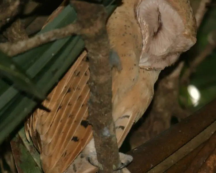 Red owl