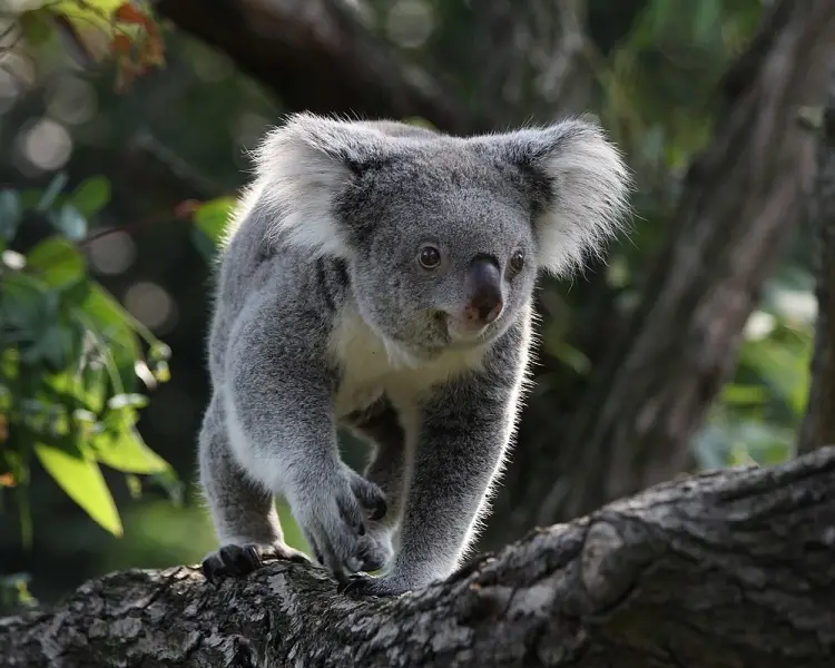 Koala - Facts, Diet, Habitat & Pictures on 