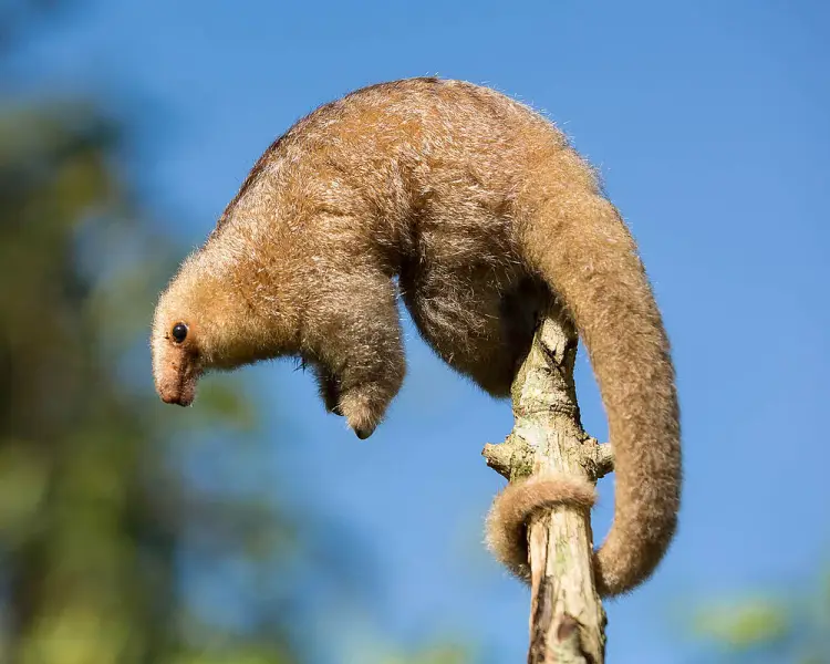 Silky Anteater - Facts, Diet, Habitat & Pictures on 