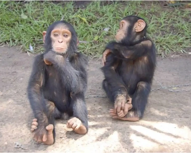 Central chimpanzee