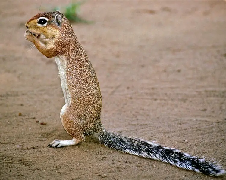 Xerus rutilus - Faits, Alimentation, Habitat & Photos sur Animalia.bio