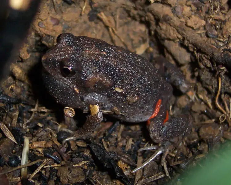 Uperoleia laevigata факти, дієта, ареал і фотографії на Animalia.bio