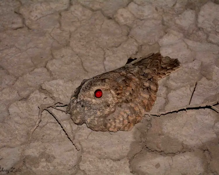 Sykes's nightjar