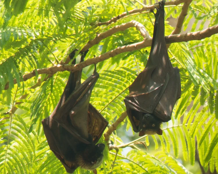 Giant Golden-Crowned Flying Fox - Facts, Diet, Habitat & Pictures on  