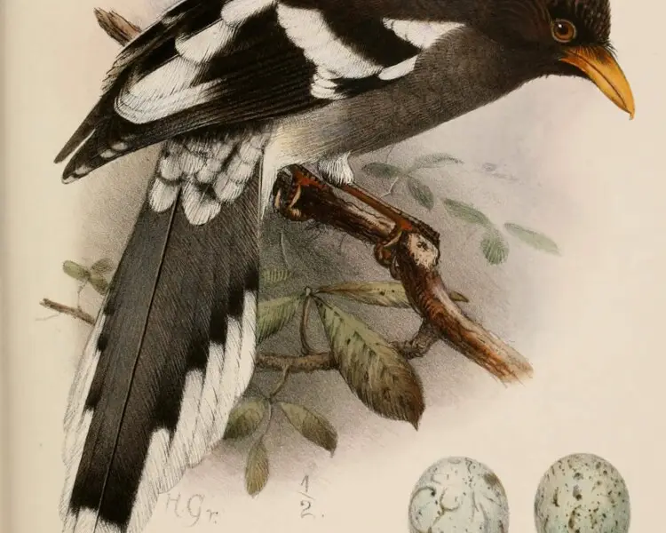 White-winged magpie