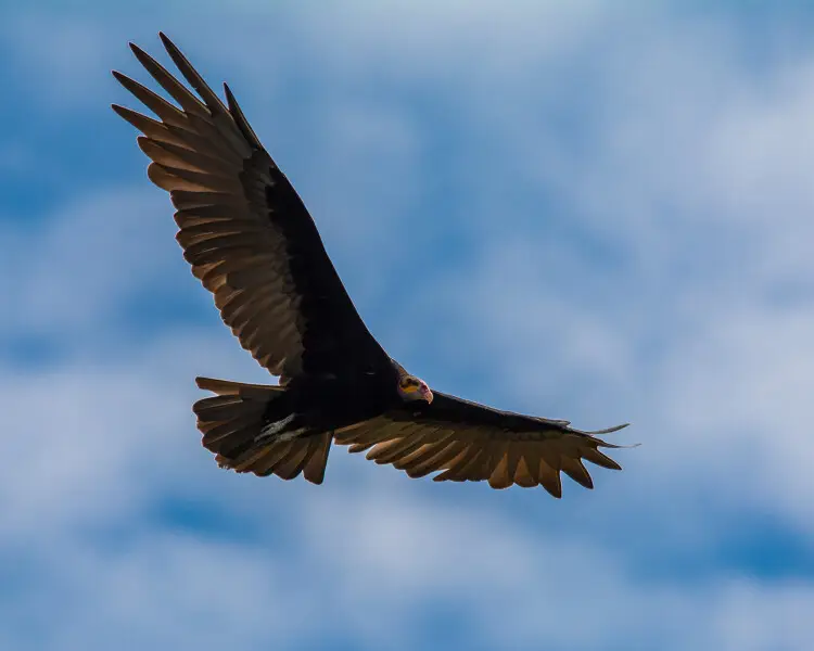Lesser yellow-headed vulture