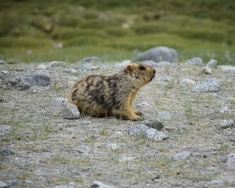 Himalayan Marmot - Facts, Diet, Habitat & Pictures on 