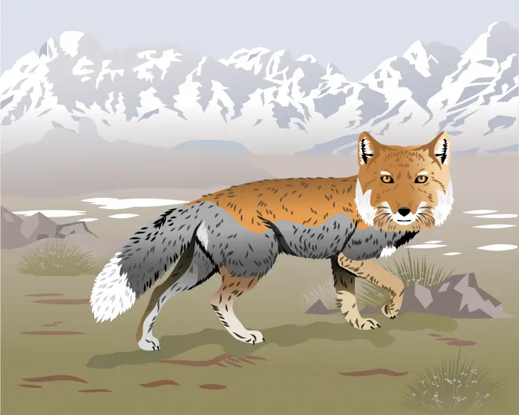 Tibetan Fox