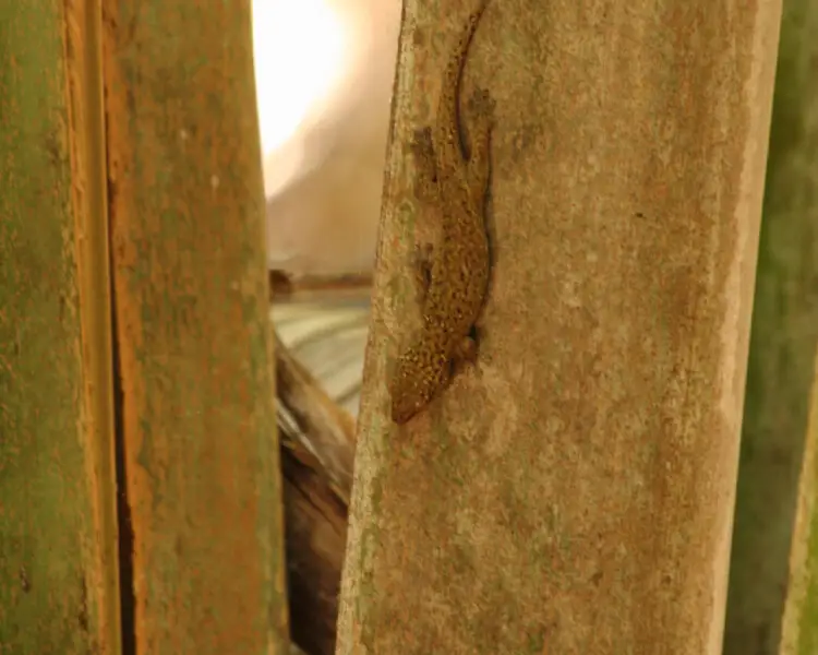 Dwarf bronze gecko