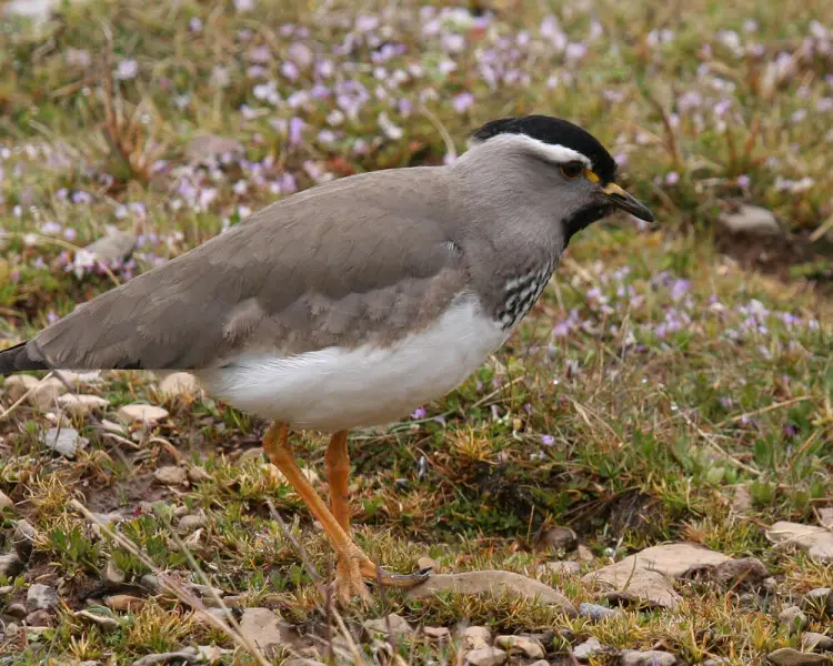 Spot-breasted lapwing
