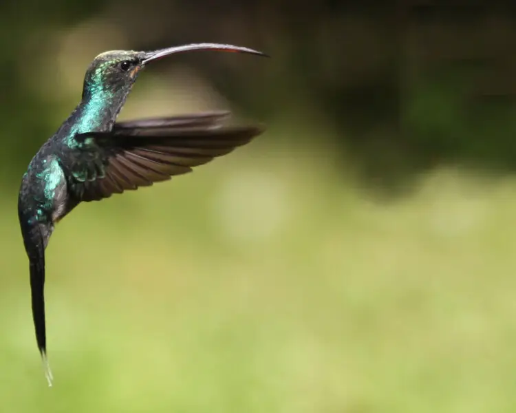 Violet sabrewing - Facts, Diet, Habitat & Pictures on Animalia.bio