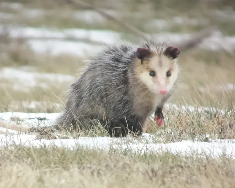 Virginia Opossum - Facts, Diet, Habitat & Pictures on 