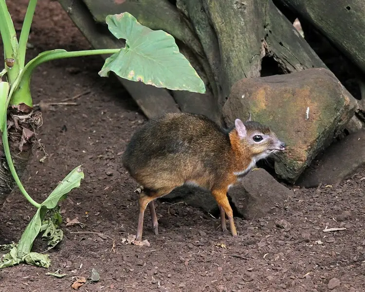 Java Mouse-Deer 