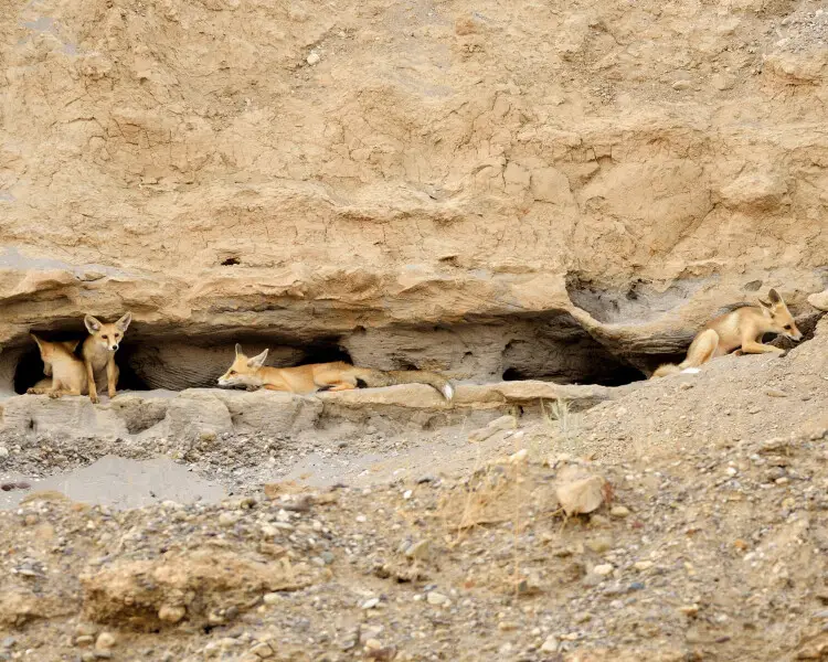 Vulpes vulpes kurdistanica