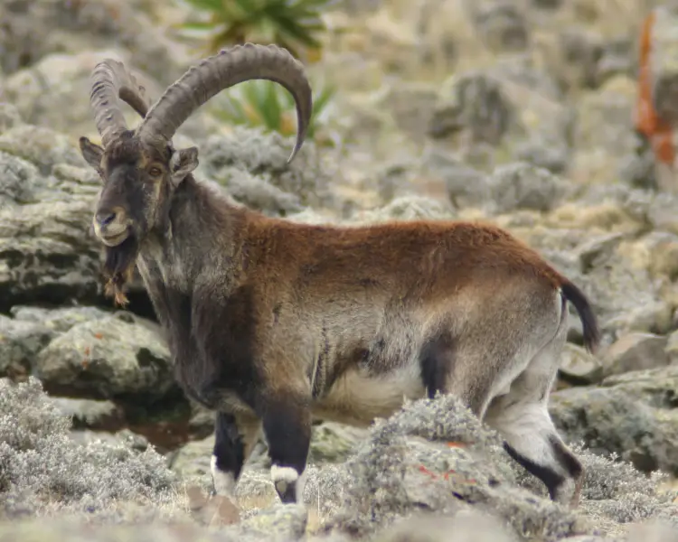 Walia Ibex - Facts, Diet, Habitat & Pictures on Walia Ibex - Facts, Diet, Habitat & Pictures on