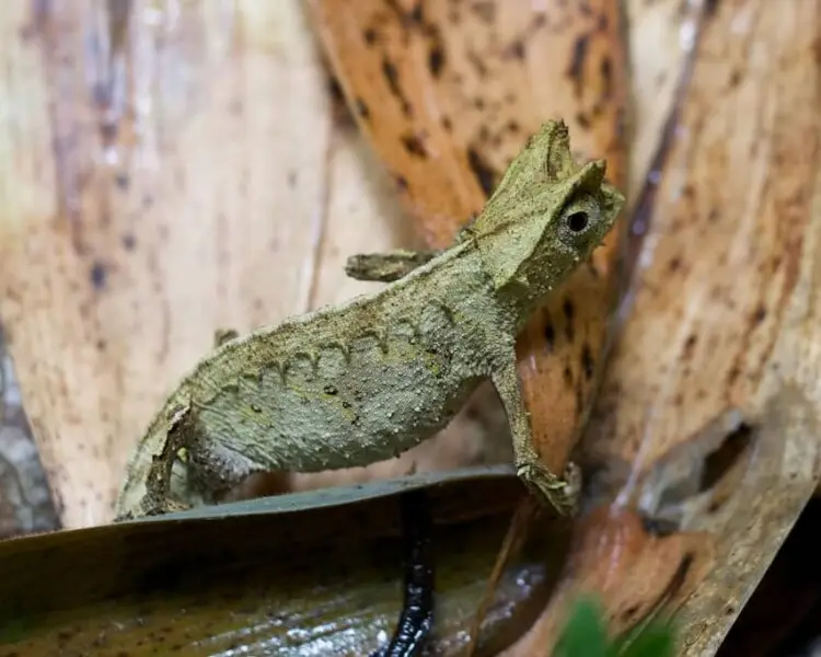 Brookesia superciliaris факти, дієта, ареал і фотографії на Animalia.bio