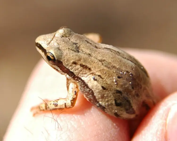 Western chorus frog Facts, Diet, Habitat & Pictures on Animalia.bio
