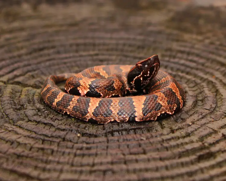 baby water moccasin