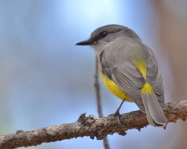 Western yellow robin - Facts, Diet, Habitat & Pictures on Animalia.bio