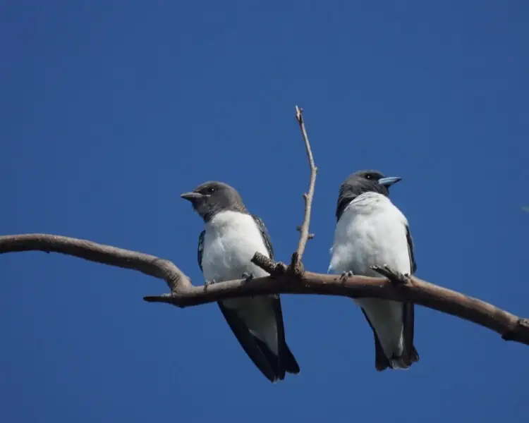 White-breasted woodswallow