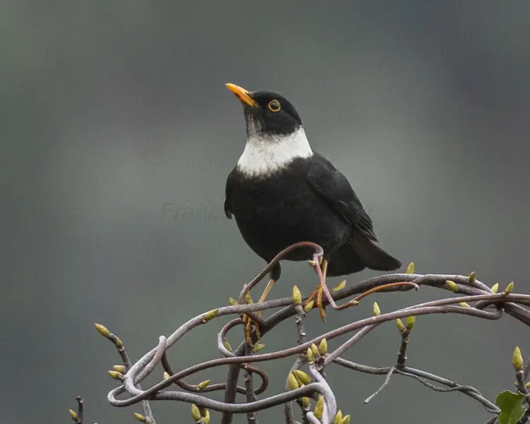 White-collared blackbird