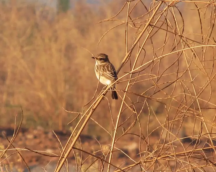 White-tailed stonechat