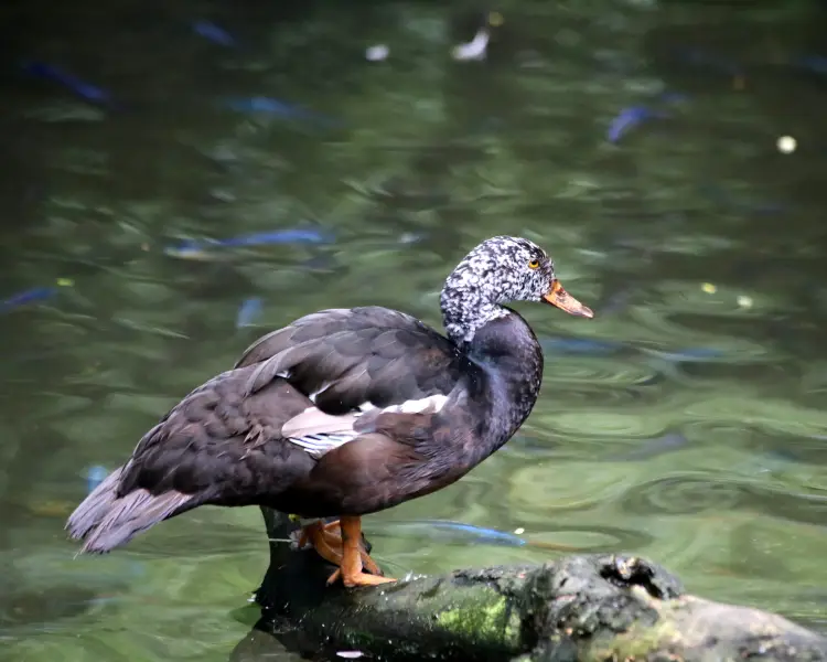 White-Winged Duck