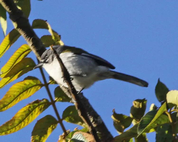 White-winged warbler