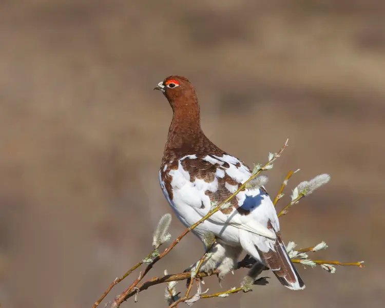 Willow Ptarmigan Facts, Diet, Habitat & Pictures on Animalia.bio
