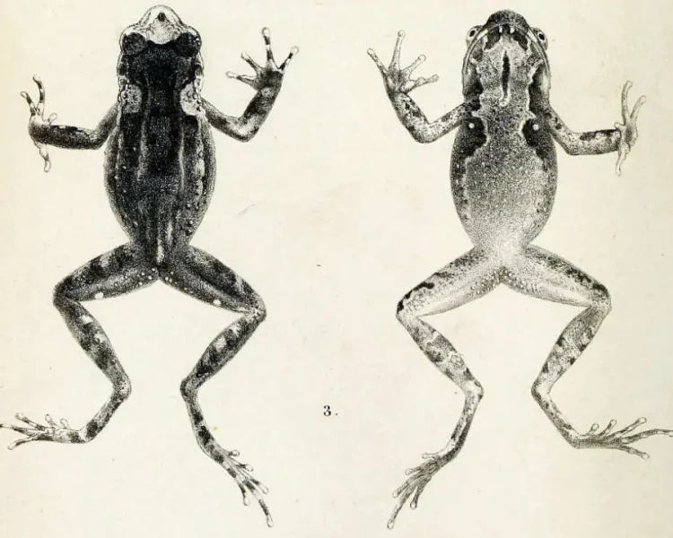 Boettger's horned toad