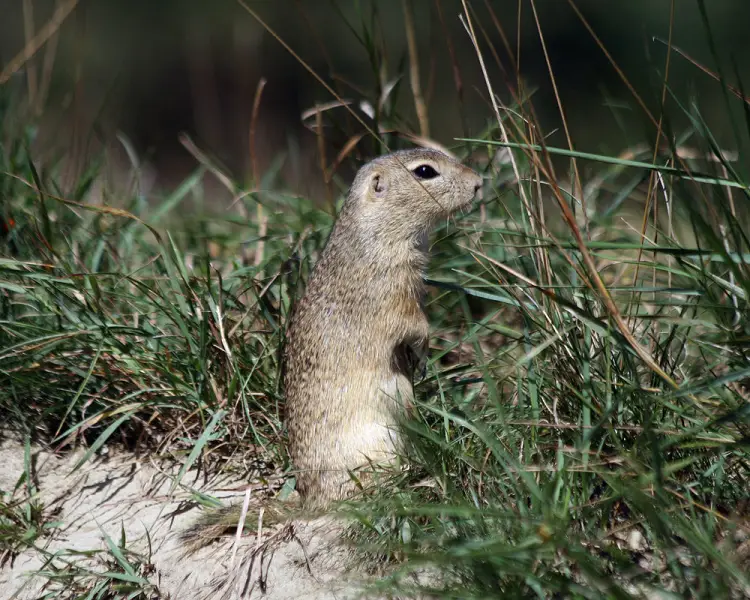 European Ground Squirrel