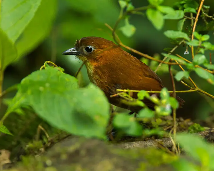 Yellow-breasted antpitta