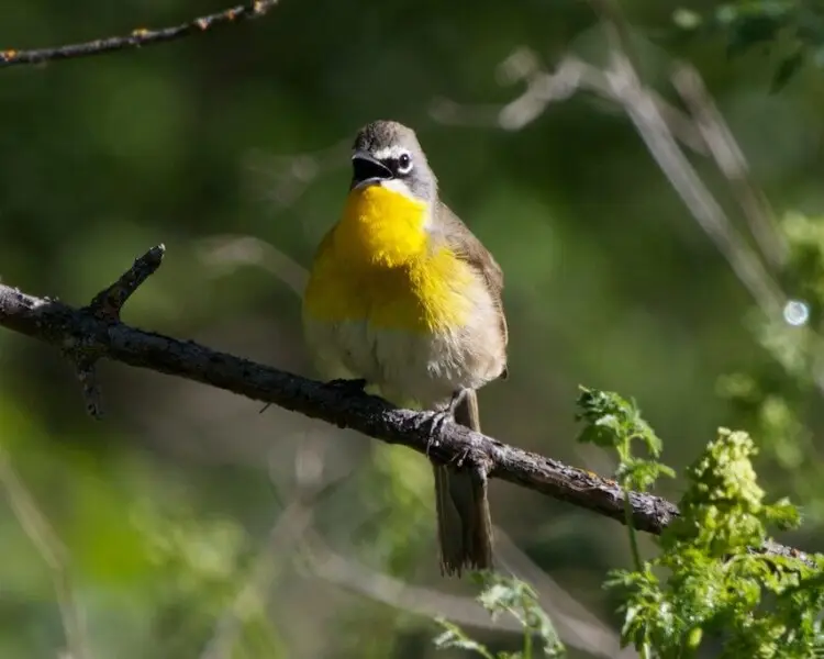 Yellow-Breasted Chat