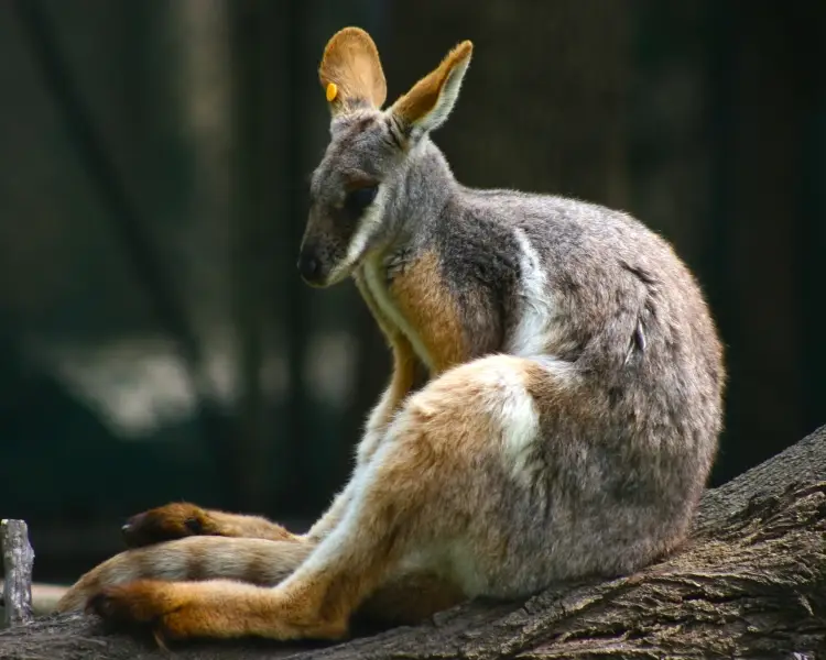 Yellow-Footed Rock-Wallaby