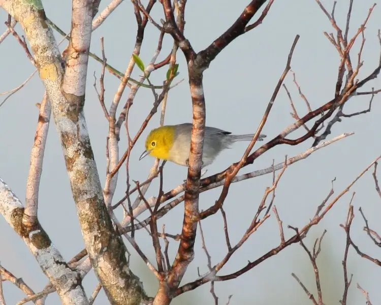 Yellow-headed warbler