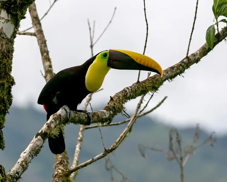 Chestnut-mandibled toucan