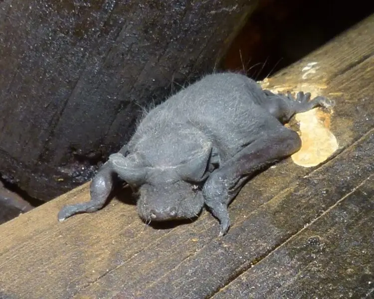Angolan free-tailed bat