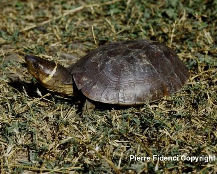 Philippine Forest Turtle - Facts, Diet, Habitat & Pictures on 