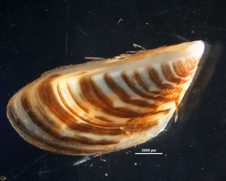 Zebra mussel
