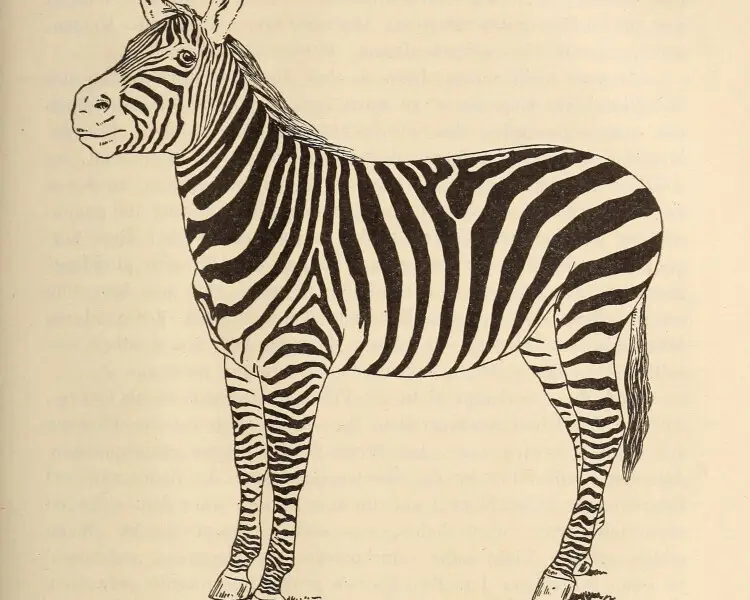 Selous' zebra
