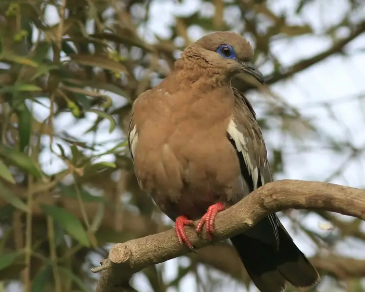 West Peruvian dove - Facts, Diet, Habitat & Pictures on 