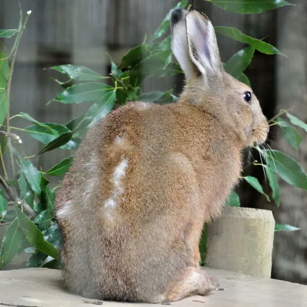 トウホクノウサギ (Japanese Hare)