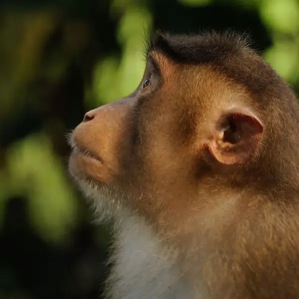 Southern Pig-Tailed Macaque photo