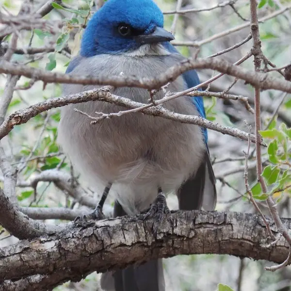 Mexican Jay, Aphelocoma wollweberi, spotted at Big Bend National Park, January 2014, with a numbered aluminum bird ring.
