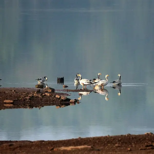 Bar-Headed Goose photo