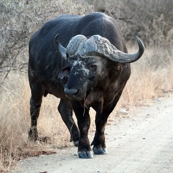 African Buffalo - Facts, Diet, Habitat & Pictures on 