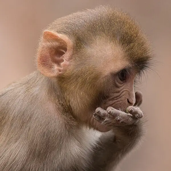 Rhesus Macaque photo