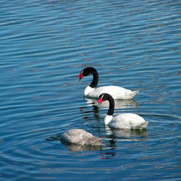 Black-Necked Swan photo